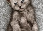 Sterling Blue Smoke - Maine Coon Kitten For Sale - North Las Vegas&comma; NV&comma; US