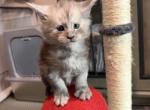 Sterling Blue Smoke - Maine Coon Kitten For Sale - North Las Vegas&comma; NV&comma; US