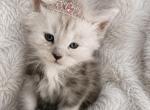 Opal Light Blue Smoke - Maine Coon Kitten For Sale - 