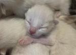 Stellas kittens - Siamese Kitten For Sale - Flint&comma; MI&comma; US