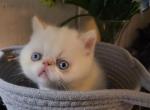 Flame point Himalayan male kitten - Exotic Kitten For Sale - 