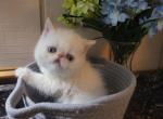 Himalayan kittens available - Himalayan Kitten For Sale - Fort Loudon&comma; PA&comma; US