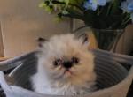 Seal point Himalayan kitten - Persian Kitten For Sale - Fort Loudon&comma; PA&comma; US