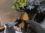 Calico persian kitten - Persian Kitten For Sale - Fort Loudon&comma; PA&comma; US