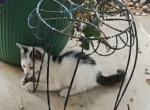 Kittens - Domestic Kitten For Adoption - Middlesex&comma; NC&comma; US