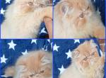 Playful baby boy kitten exotic longhair persian - Persian Kitten For Sale - PA&comma; US