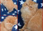 Cute chubby exotic longhair female kitten - Persian Kitten For Sale - PA&comma; US
