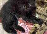 First - Domestic Kitten For Sale - Stony Point&comma; NY&comma; US