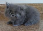 Persian Jewels 4 - Persian Kitten For Sale - 