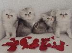 April - Persian Kitten For Sale - Sacramento&comma; CA&comma; US