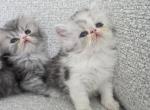 CFA Championline kittens - Persian Kitten For Sale - Sacramento&comma; CA&comma; US