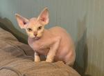 Maitilyn - Devon Rex Kitten For Sale - 