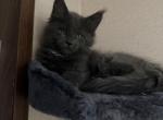 Sapphire litter 4 - Maine Coon Kitten For Sale - Belton&comma; TX&comma; US
