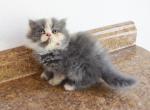 Persian Jewel 5 - Persian Kitten For Sale - Orlando&comma; FL&comma; US