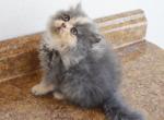 Persian Jewel 4 - Persian Kitten For Sale - Orlando&comma; FL&comma; US