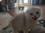 Silver Shaded Scottish Fold Girl - Scottish Fold Kitten For Sale - Charlotte&comma; NC&comma; US