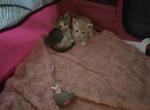 Half Siamese Kittens LAST Litter - American Shorthair Kitten For Sale - 
