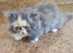 Persian Jewel 6 - Persian Kitten For Sale - Orlando&comma; FL&comma; US