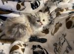 One boy and one girl Persian Kittens - Persian Kitten For Sale - Winnemucca&comma; NV&comma; US