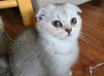 Sprite - Scottish Fold Kitten For Sale - Citrus Heights&comma; CA&comma; US