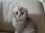 Bloom - Scottish Fold Kitten For Sale - 