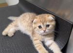 Tia - Scottish Fold Kitten For Sale - 
