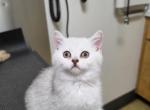 Pina - Scottish Straight Kitten For Sale - 