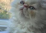 MIL20 CFA Flame Point Male - Himalayan Kitten For Sale - Lacey&comma; WA&comma; US