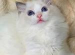 Irini - Ragdoll Kitten For Sale - Los Angeles&comma; CA&comma; US
