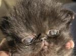 Black boy - Persian Kitten For Sale - 