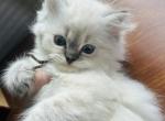 Angeline - Himalayan Kitten For Adoption - Harrisonburg&comma; VA&comma; US