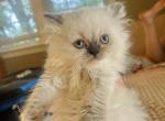 Cloudy - Himalayan Kitten For Sale - Harrisonburg&comma; VA&comma; US