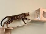 Tiger - Bengal Cat For Sale - Rocklin&comma; CA&comma; US