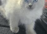 Beautiful balinese - Balinese Kitten For Sale - Walworth&comma; WI&comma; US