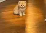 Kyle - British Shorthair Kitten For Sale - 