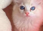 Jane - Ragdoll Kitten For Sale - Irvine&comma; CA&comma; US
