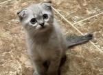 Ket - Scottish Fold Kitten For Sale - Philadelphia&comma; PA&comma; US