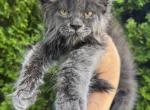 Lily - Maine Coon Kitten For Sale - Huntley&comma; IL&comma; US