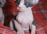 Sofia - Sphynx Kitten For Sale - 
