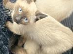 Seal point siamese kittens - Siamese Kitten For Sale - Walworth&comma; WI&comma; US