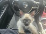 Balinese seal points new litter ready June14 - Balinese Kitten For Sale - Twin Lakes&comma; WI&comma; US