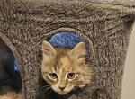 Half Ragdoll with Polydactyl feet Kittens - Ragdoll Kitten For Sale - Conifer&comma; CO&comma; US