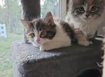Polydactyl Kittens and half Ragdoll - Polydactyl Kitten For Sale - Conifer&comma; CO&comma; US