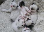 Male litter x 5 - Ragdoll Kitten For Sale - Saint Clair&comma; MI&comma; US