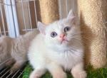 Saya - British Shorthair Kitten For Sale - Rancho Cucamonga&comma; CA&comma; US