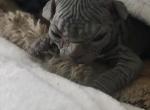 Stella - Sphynx Kitten For Sale - 