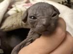 Stella - Sphynx Kitten For Sale - Wellesley&comma; MA&comma; US