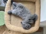Bluey - Scottish Fold Kitten For Sale - 