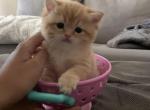 golden cute - British Shorthair Kitten For Sale - Rancho Cucamonga&comma; CA&comma; US