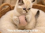 Dumpling Ivory and Opal - Scottish Straight Kitten For Adoption - Jersey City&comma; NJ&comma; US